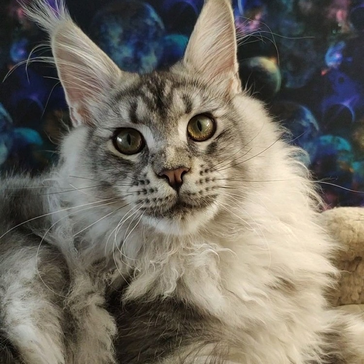 Кот мейн-кун Olympus StarPaws, окрас ns 22