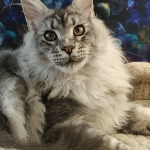 Кот мейн-кун Olympus StarPaws, окрас ns 22