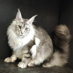 Кот мейн-кун Olympus StarPaws, окрас ns 22