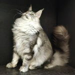 Кот мейн-кун Olympus StarPaws, окрас ns 22