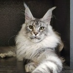 Кот мейн-кун Olympus StarPaws, окрас ns 22