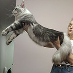 Кот мейн-кун Olympus StarPaws, окрас ns 22