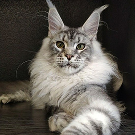 Кот мейн-кун Olympus StarPaws, окрас ns 22