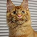 Кот мейн-кун Tamerlan StarPaws, окрас d 09