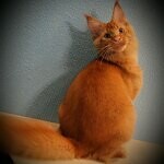 Кот мейн-кун Tamerlan StarPaws, окрас d 09