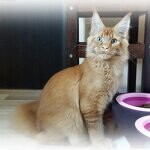 Кот мейн-кун Tamerlan StarPaws, окрас d 09