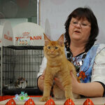 Кот мейн-кун Tamerlan StarPaws, окрас d 09