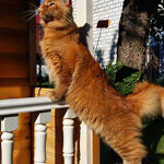 Кот мейн-кун Tamerlan StarPaws, окрас d 09