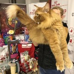Кот мейн-кун Tamerlan StarPaws, окрас d 09
