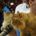 Кот мейн-кун Tamerlan StarPaws, окрас d 09