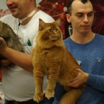 Кот мейн-кун Tamerlan StarPaws, окрас d 09