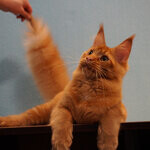 Кот мейн-кун Tamerlan StarPaws, окрас d 09