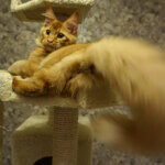 Кот мейн-кун Tamerlan StarPaws, окрас d 09