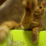 Кот мейн-кун Tamerlan StarPaws, окрас d 09