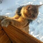 Кот мейн-кун Tamerlan StarPaws, окрас d 09