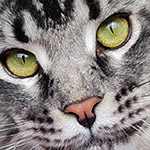 Кот мейн-кун XMentor StarPaws, окрас n 25