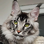 Кот мейн-кун XMentor StarPaws, окрас n 25