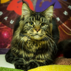 Кот мейн-кун Yogi StarPaws, окрас n 22
