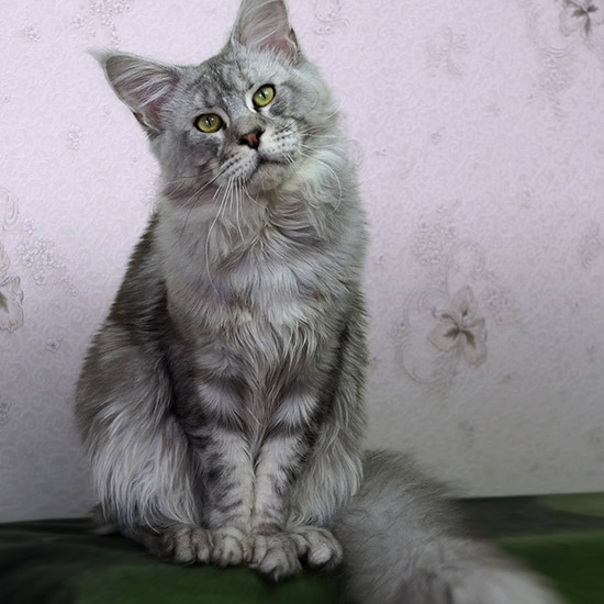 Кот мейн-кун Elbarko StarPaws, окрас ns 22
