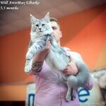 Кот мейн-кун Elbarko StarPaws, окрас ns 22