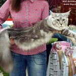 Кот мейн-кун Elbarko StarPaws, окрас ns 22