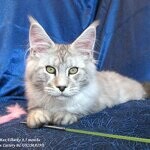 Кот мейн-кун Elbarko StarPaws, окрас ns 22