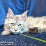 Кот мейн-кун Elbarko StarPaws, окрас ns 22