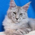 Кот мейн-кун Elbarko StarPaws, окрас ns 22