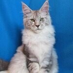 Кот мейн-кун Elbarko StarPaws, окрас ns 22