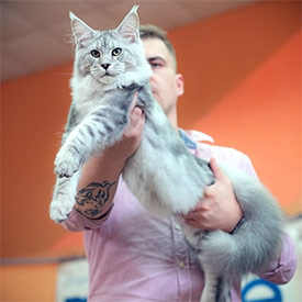 Кот мейн-кун Elbarko StarPaws, окрас ns 22