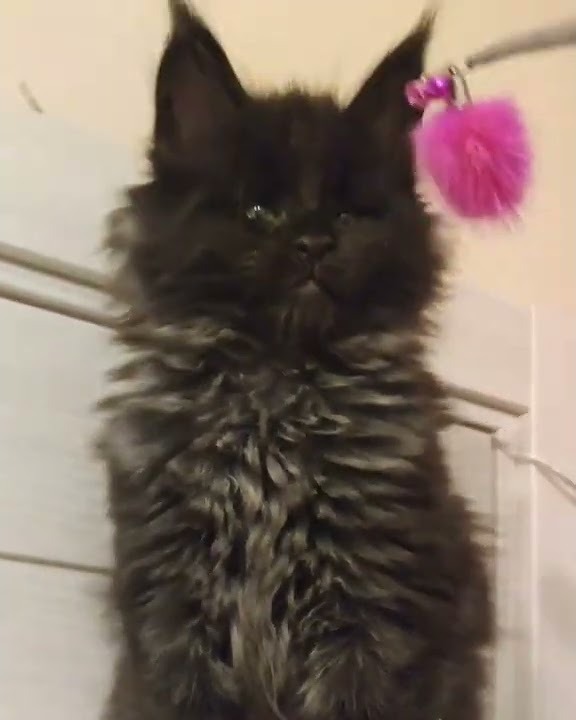 Maine coon kitten Umbro