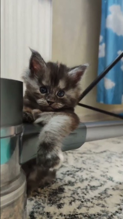 Maine coon kitten Yoda