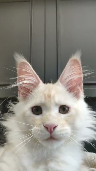 Maine coon kitten Winter