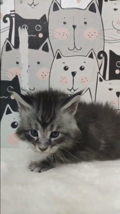 Maine coon kitten XMentor