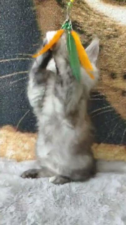 Maine coon kitten Wanda