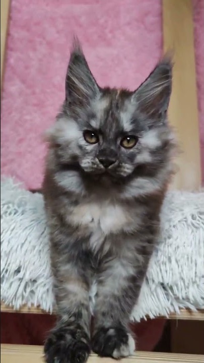 Maine coon kitten Yoda