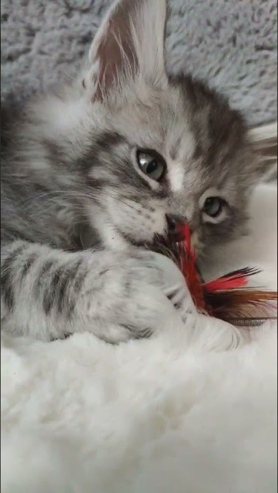 Maine coon kitten Tuman
