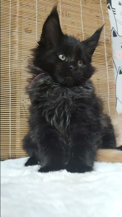 Maine coon kitten Tomas