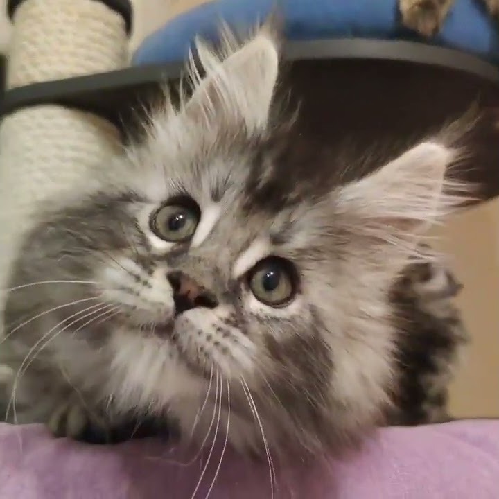 Maine coon kitten Umka