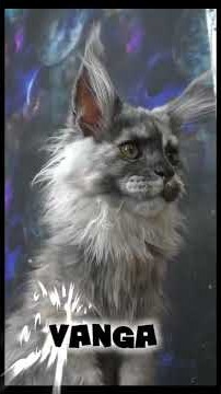 Maine coon kitten Vanga