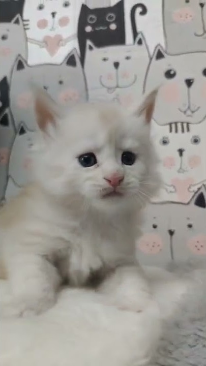 Maine coon kitten Xander