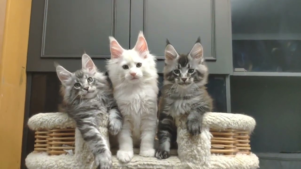 Maine coon kittens, Belarus