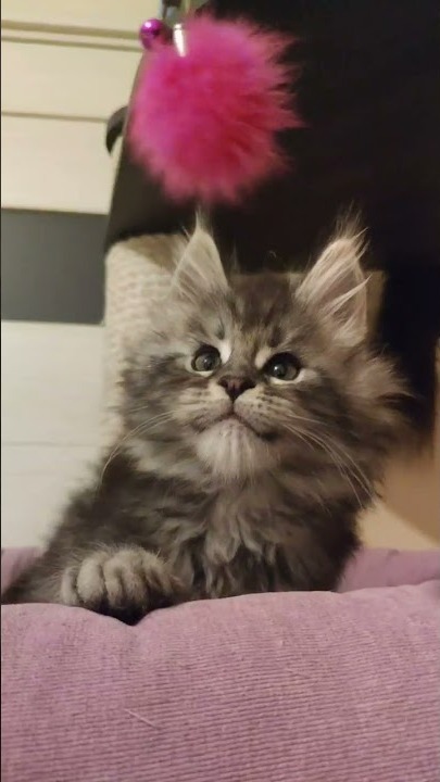 Maine coon kitten Umka