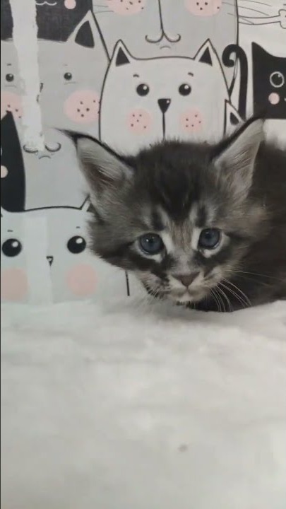 Maine coon kitten Xenon